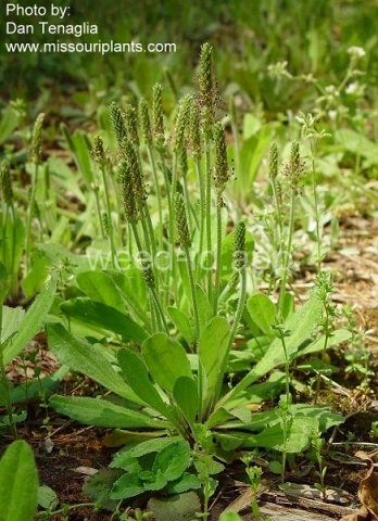 plantain, paleseed